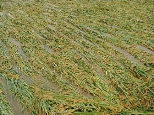 天鴿臺風后農作物災后應對措施 柑橘、玉米、水稻、火龍果及蔬菜應急指南