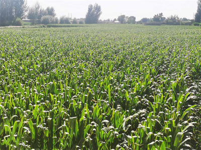 高產高效 相得益彰——合黎鎮制種玉米與蔬菜產業協同發展紀實