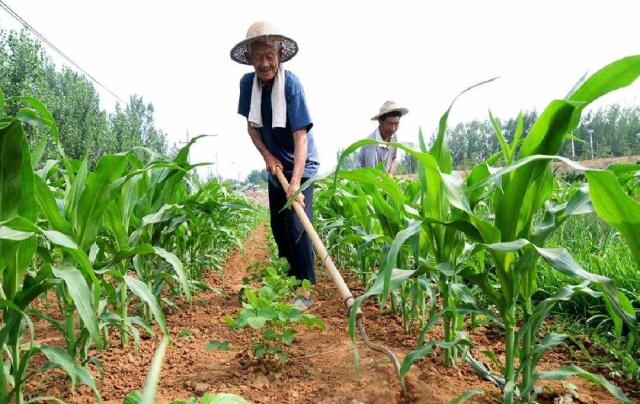 手工種植與機(jī)械種植的優(yōu)缺點(diǎn)對比分析