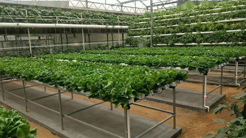 無土栽培 健康之選還是風(fēng)險(xiǎn)之虞？