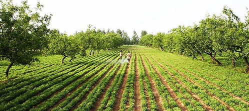 春節(jié)后迎種植熱潮，三大蔬菜作物市場前景廣闊