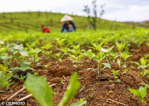 春日沃野耕作勤 特色果品種植忙——記特色農(nóng)作物春季管理新氣象